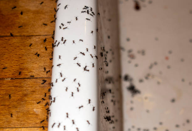 Best Affordable Pest Control Services  in Dixmoor, IL